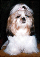 208gwiazda.gif (22264 bytes)
