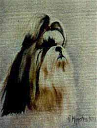 SHIHTZU-1.jpg (8941 bytes)