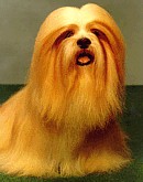 lhasaapso.jpg (8063 bytes)
