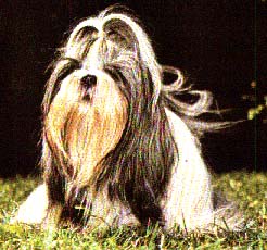 shih-tzu.jpg (20705 bytes)