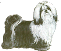 shihtzu.gif (21812 bytes)