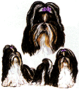 shihtzuFT.gif (9402 bytes)