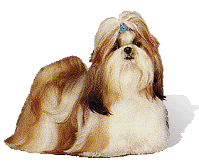 tzu.gif (37777 bytes)